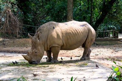 Rhinoceros at zoo