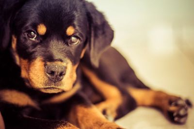 Close-up portrait of rottweiler puppy