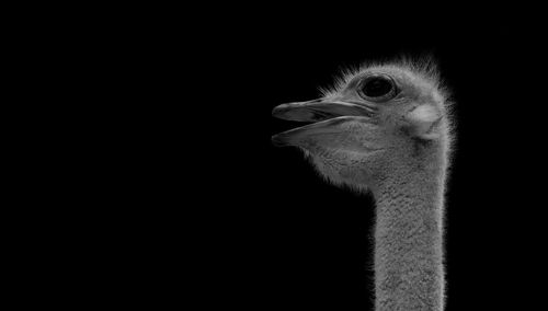 Close-up of a bird against black background