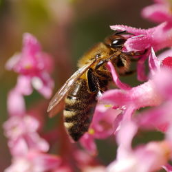 Close-up of bee on pink flower