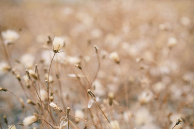 Close-up of plant against blurred background