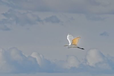 Low angle view of seagull flying in sky