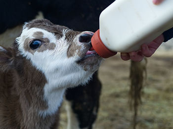 Close-up of hand holding drinking water at field