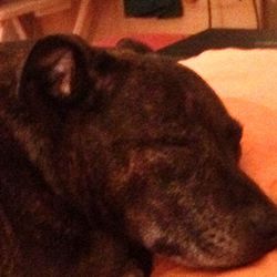 Close-up of cat sleeping