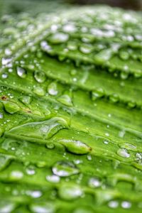 Full frame shot of wet leaf