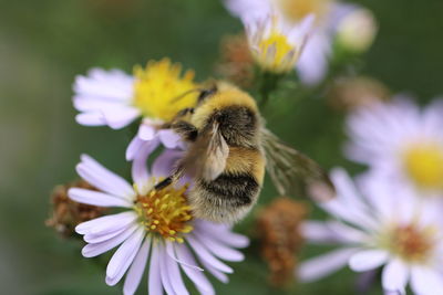 Close-up of honey bee on purple flower