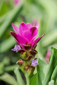 Close-up of pink flower