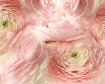 Close-up of pink rose bouquet