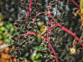 Close-up of spider web on plant