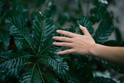 Close-up of hand touching leaves