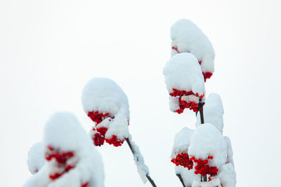 Close-up of snow covered plants against white background