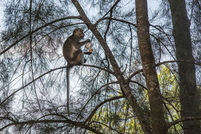 Low angle view of monkey on tree in forest