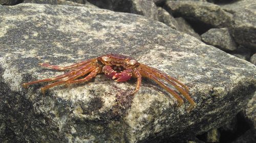 Close-up of lizard on rock