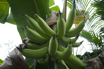 Bananas growing on tree