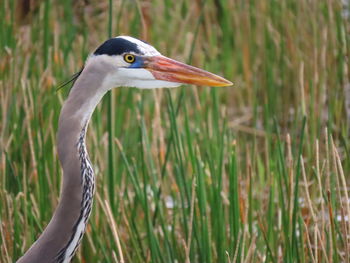 Close-up of a bird on land