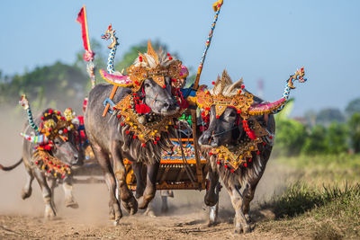 Bullock cart race on dirt road at bali