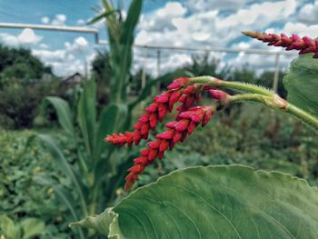 Close-up of red flowers against blurred background