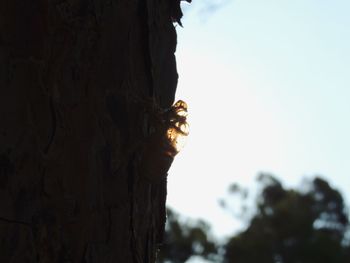 Close-up of insect on tree trunk against sky