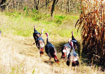 High angle view of turkey birds on field