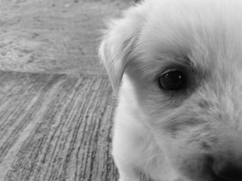 Close-up portrait of dog