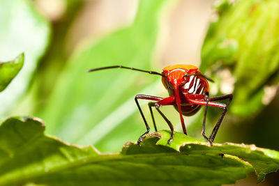 Close-up of insect on leaf