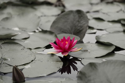 Close-up of lotus water lily in pond