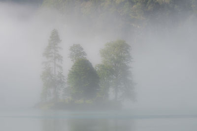 Trees by lake in forest against sky