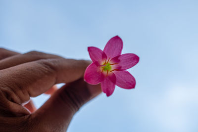 Close-up of hand holding pink flower against blue sky