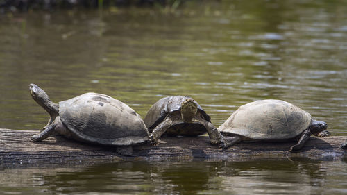 Turtles on log amidst lake