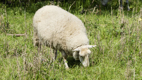 Sheep in a field