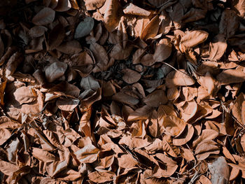 Full frame shot of dried autumn leaves on land