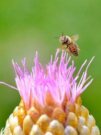 Close-up of bee pollinating on flower