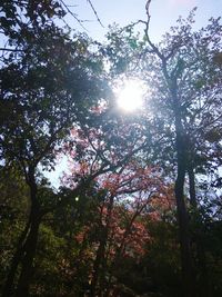 Low angle view of trees against sky