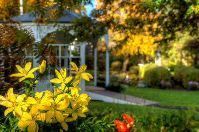 Yellow flowers blooming in park