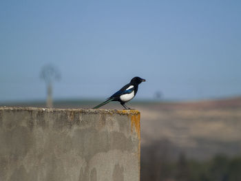 Bird perching on retaining wall against clear sky