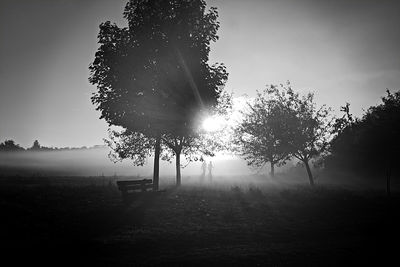 Sunlight streaming through tree on field against sky