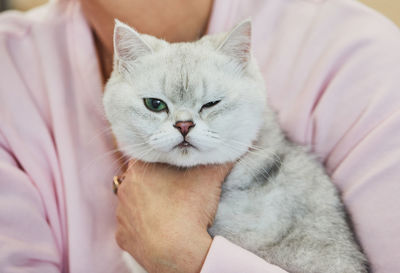 Scottish straight cat white gray color. scottish straight can be a great friend to children