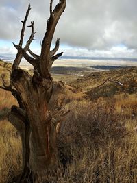 Dead tree on field against sky