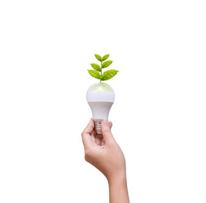 Close-up of hand holding plant against white background