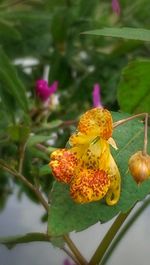 Close-up of yellow flower