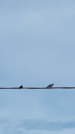 Low angle view of birds perching on cable against sky