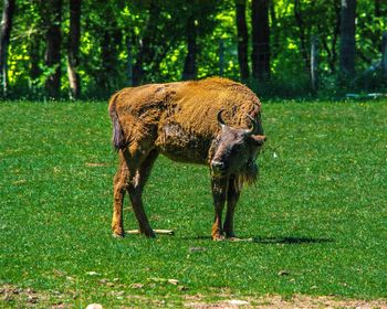 Horse grazing on grass