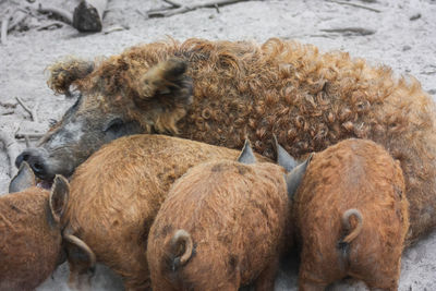 High angle view of mother pig and piglets 