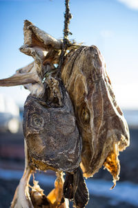 Close-up of horse hanging against sky