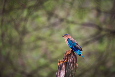 View of kingfisher in jhalana reserve