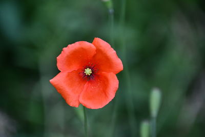 Close-up of red flower