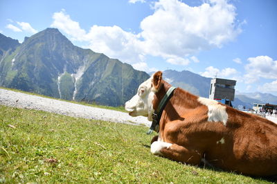 View of a horse on field