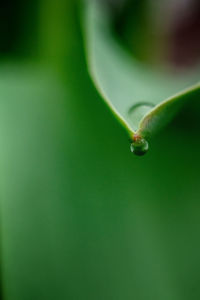 Macro shot of water drops on green leaf