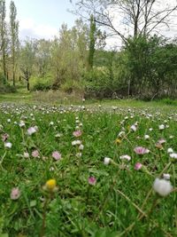 Close-up of crocus flowers growing in field