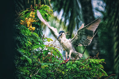 Close-up of bird flying in forest